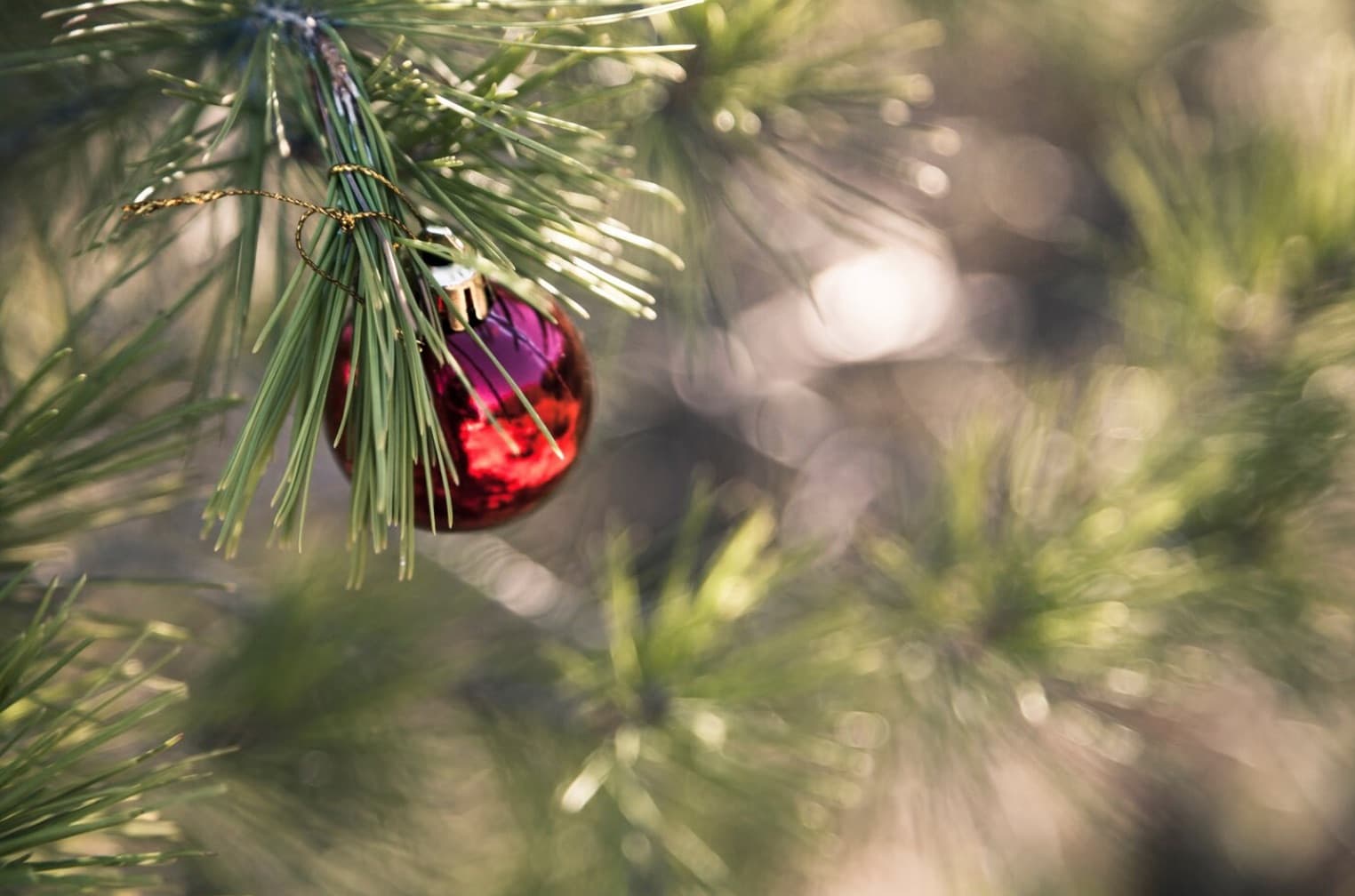 albero di natale ecologico