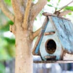 casina uccelli in legno