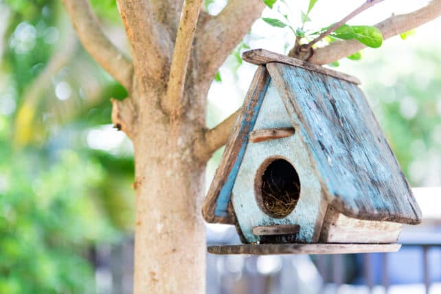 casina uccelli in legno