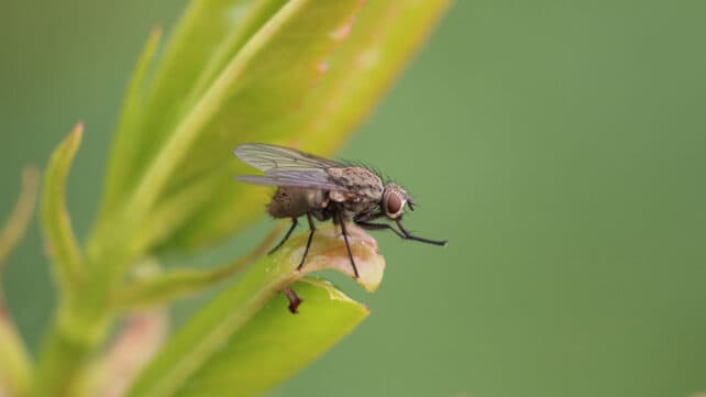 primo piano mosca